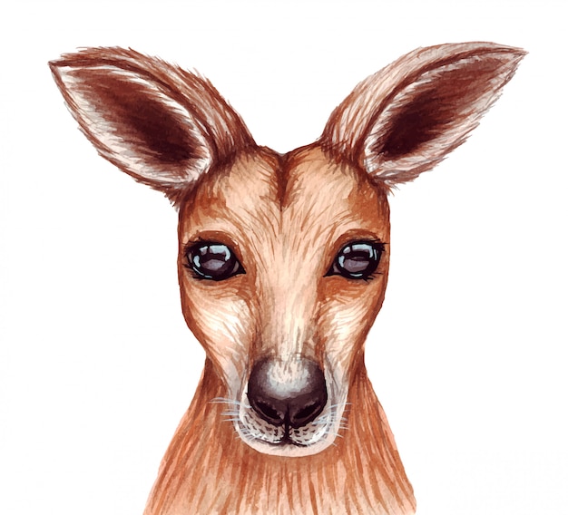 Cute lovely watercolor illustration of kangaroo face.