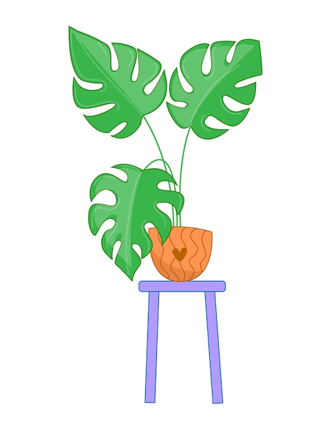 Cute monstera plant in apot on a chair