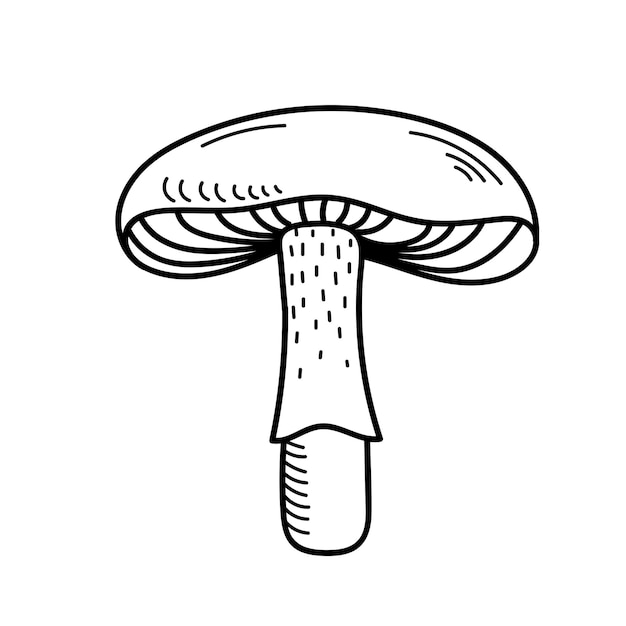 Cute mushroom in doodle style. Poisonous mushroom, fly agaric, toadstool. Vector isolated hand drawn illustration for coloring pages, sketch, outline