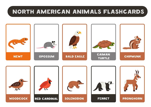 이름 이 있는 귀여운 북아메리카 동물 들 영어 를 배우기 위한 플래시 카드