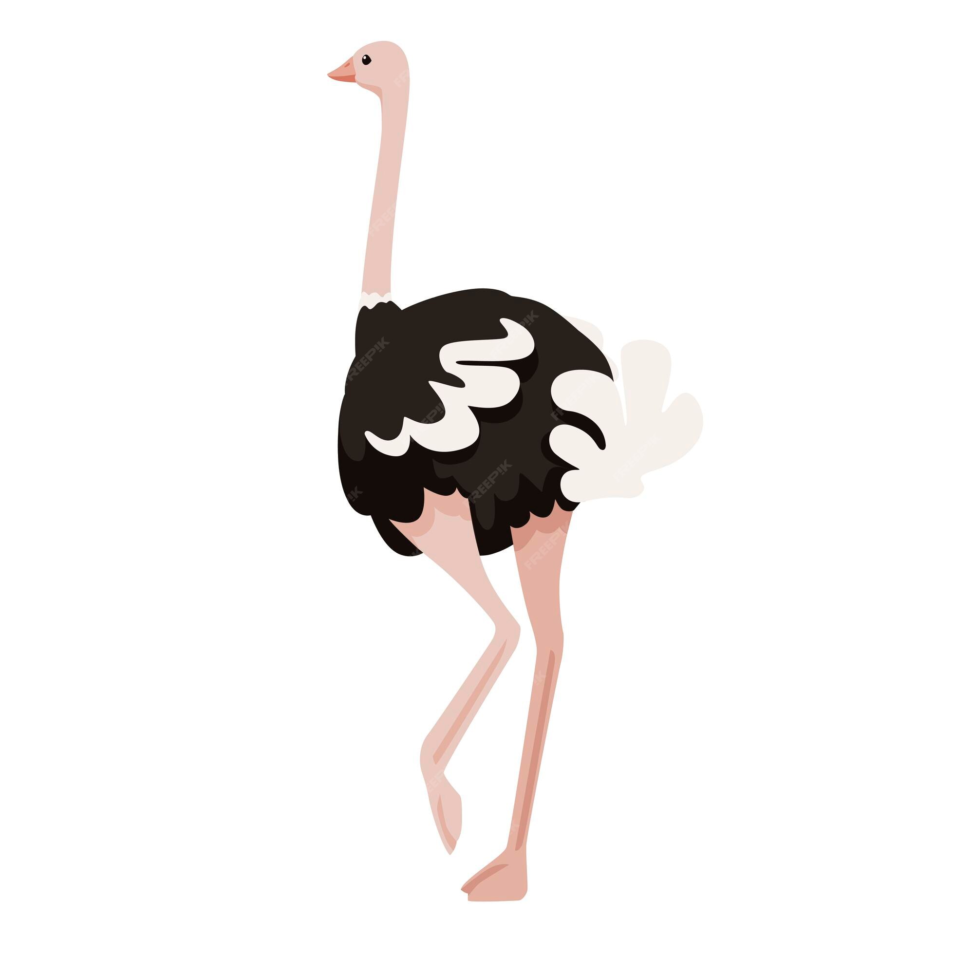 Premium Vector | Cute ostrich stay on one leg african flightless bird cartoon animal design flat vector illustration isolated on white background. Premium Vector | Cute ostrich stay on one leg african flightless bird cartoon animal design flat vector illustration isolated on white background.