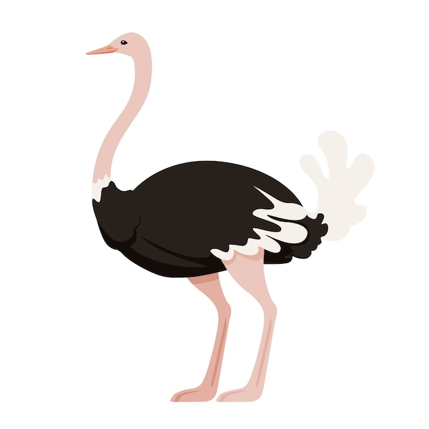 Vector cute ostrich stay on two legs african flightless bird cartoon animal design flat vector illustration isolated on white background.