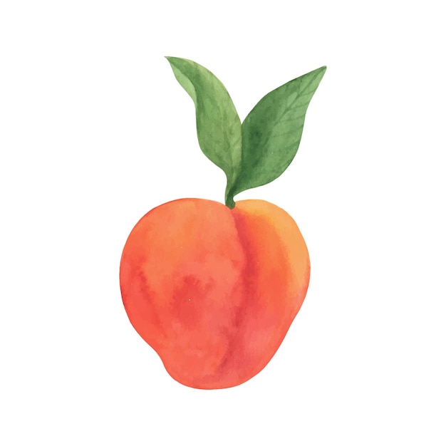 Cute peach fruit watercolor clipart, fresh summer fruit. Illustrations of peach branch with green leaves