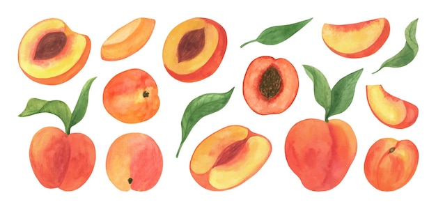 Vector cute peach fruit watercolor clipart fresh summer fruit illustrations of peach branch