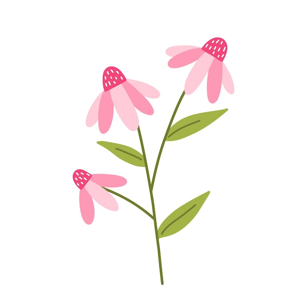 Cute pink echinacea with leaves isolated on white background hand drawn flat style