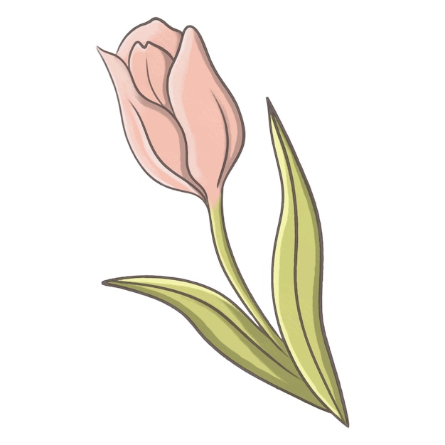 かわいいピンクのチューリップの花のイラスト