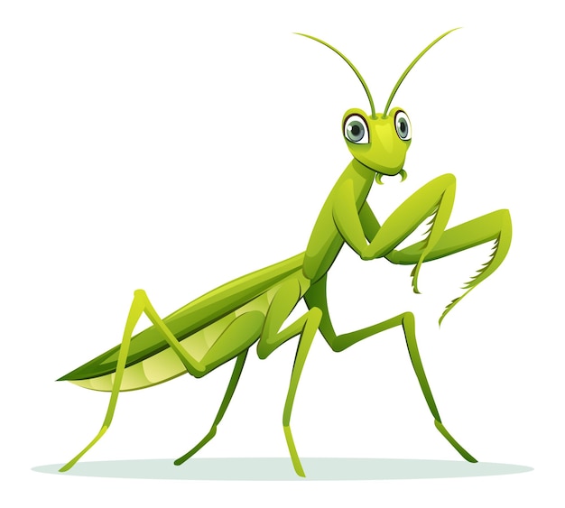 Vector cute praying mantis cartoon illustration isolated on white background