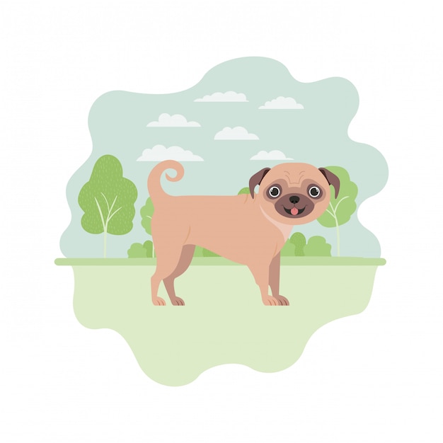 Vector cute pug dog on white