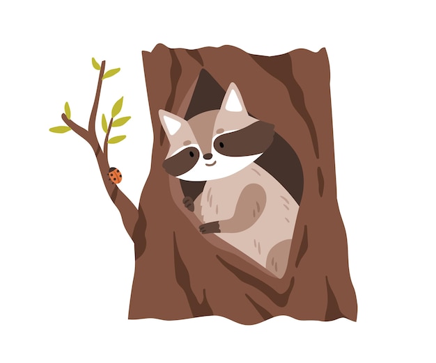 Cute raccoon in tree hole shelter. Forest animal watching for insect, ladybug on branch. Coon inside trunk hollow, den home in woods. Flat vector illustration isolated on white background