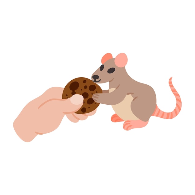 Cute rat takes cookie from person Vector illustration on white background Design element