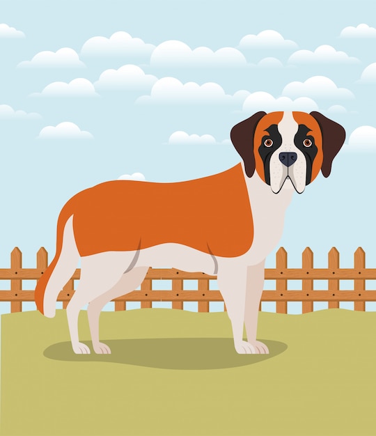 Cute saint bernard dog pet in the camp