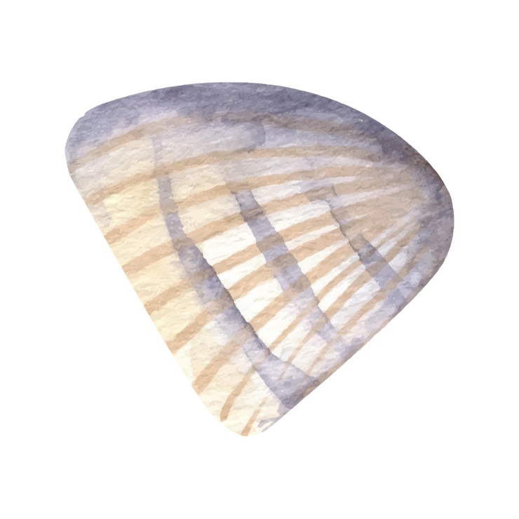 Vector cute seashell summer clipart hand drawn watercolor illustration