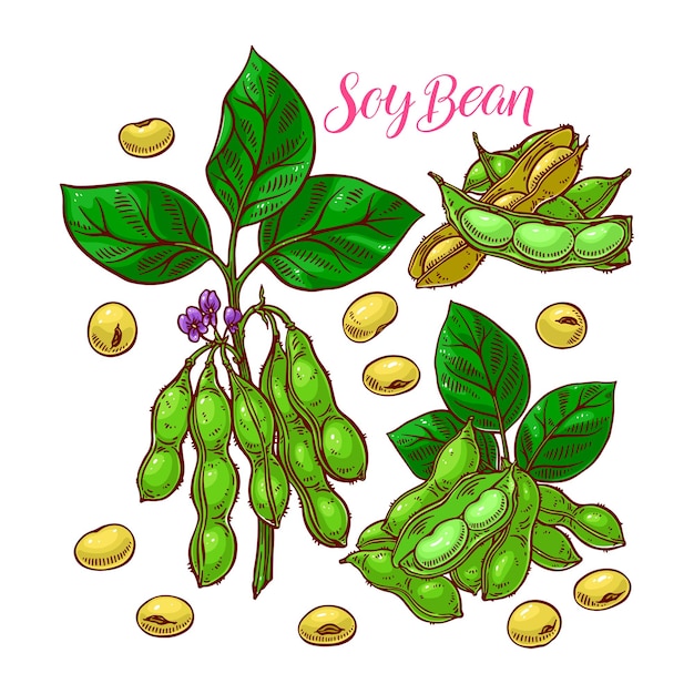 Vector cute set of soyabeans. hand-drawn illustration