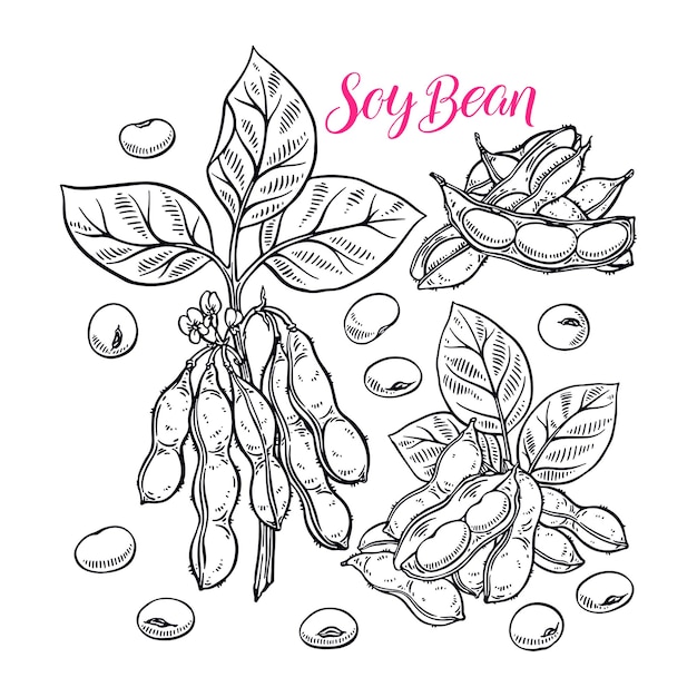 Vector cute set of soyabeans. hand-drawn illustration