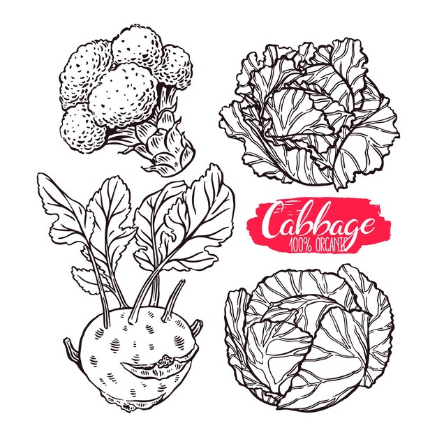 cute set of various kinds of cabbage. white cabbage, scotch kale, kohlrabi, broccoli. hand-drawn illustration