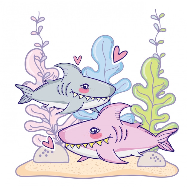 Cute shark couple animal with seaweed plants