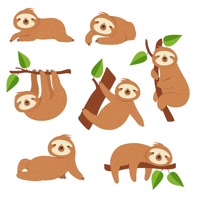 Vector cute sloths. cartoon sloth hanging on tree branch. baby jungle animal characters
