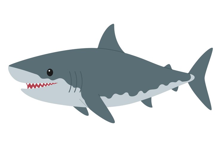 Vector cute smiling grey shark sea and ocean animal predator underwater life childish character
