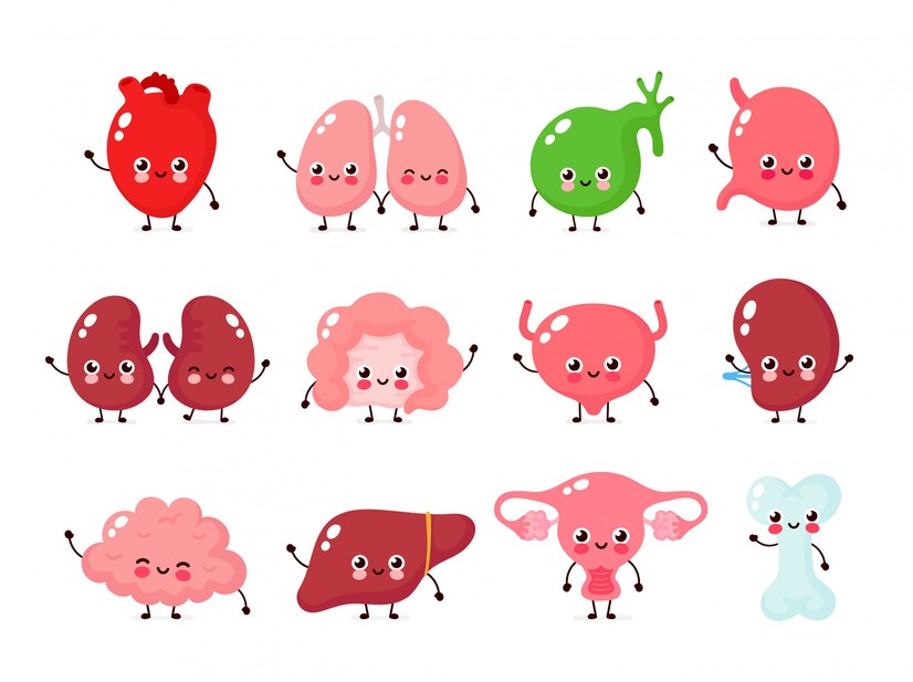 Premium Vector | Cute smiling happy human healthy strong organs set ...