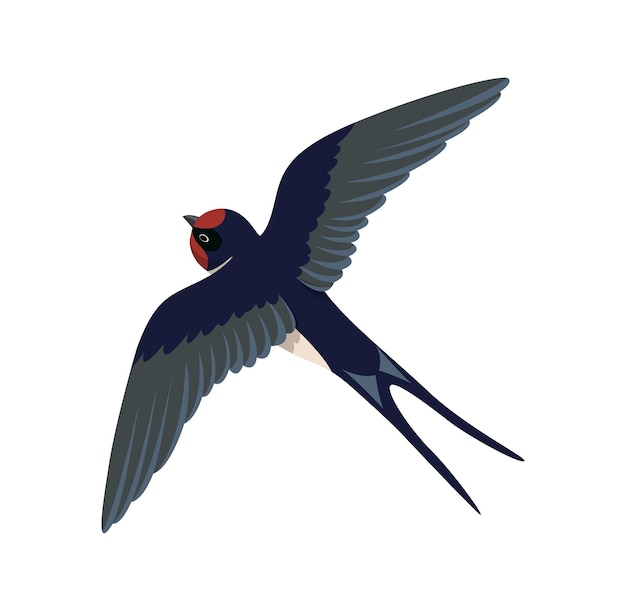 Cute swallow concept