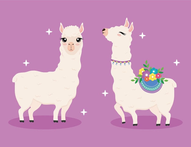 Cute two alpacas exotic animals with flowers decoration characters illustration design