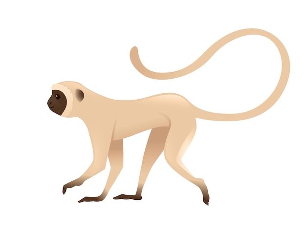 cute vervet monkey beige monkey with brown face cartoon animal design flat vector illustration isolated on white background