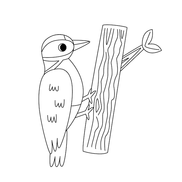 Vector cute woodpecker black and white illustration coloring page