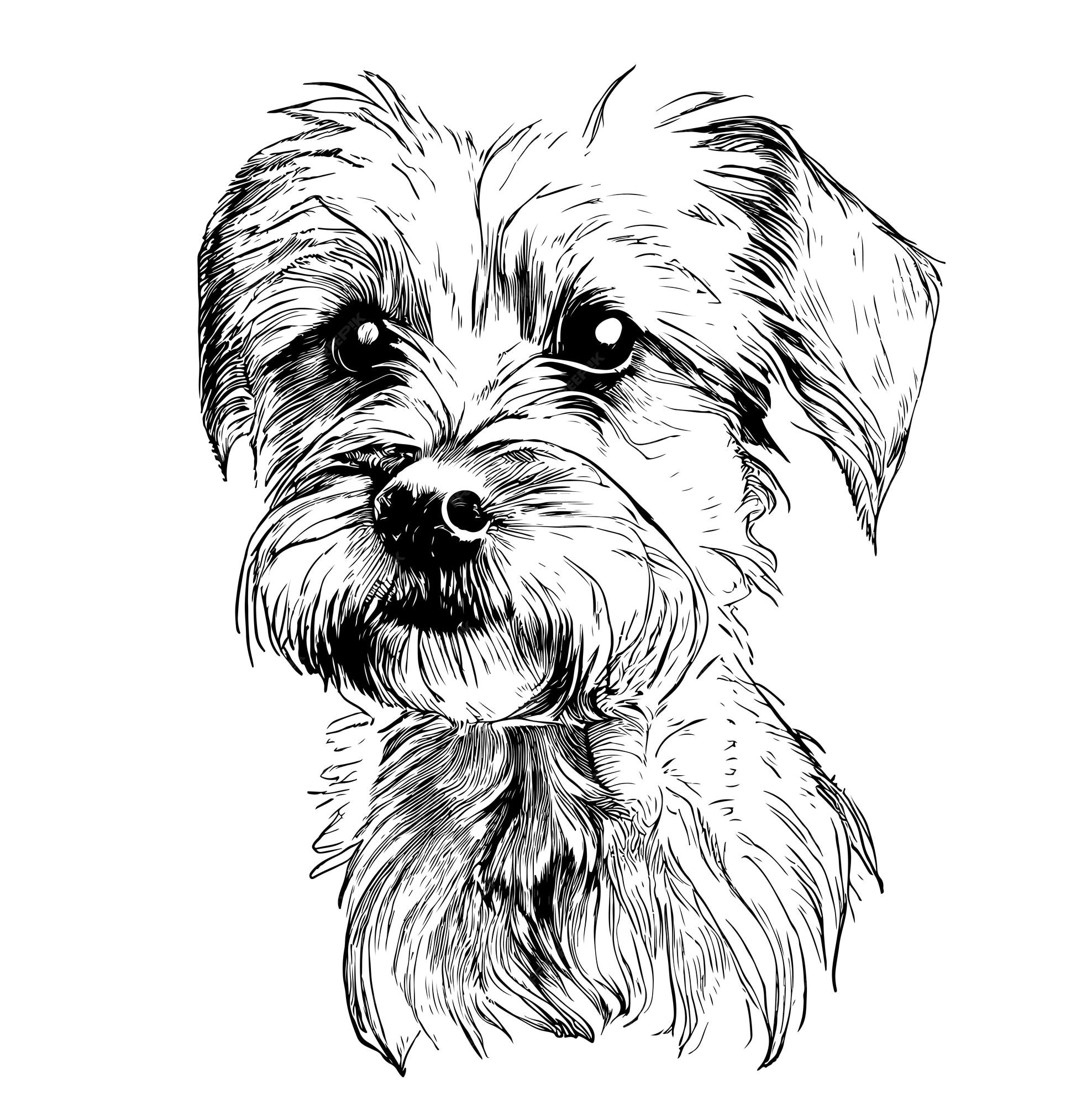 Premium Vector Cute yorkshire terrier puppy hand drawn engraving