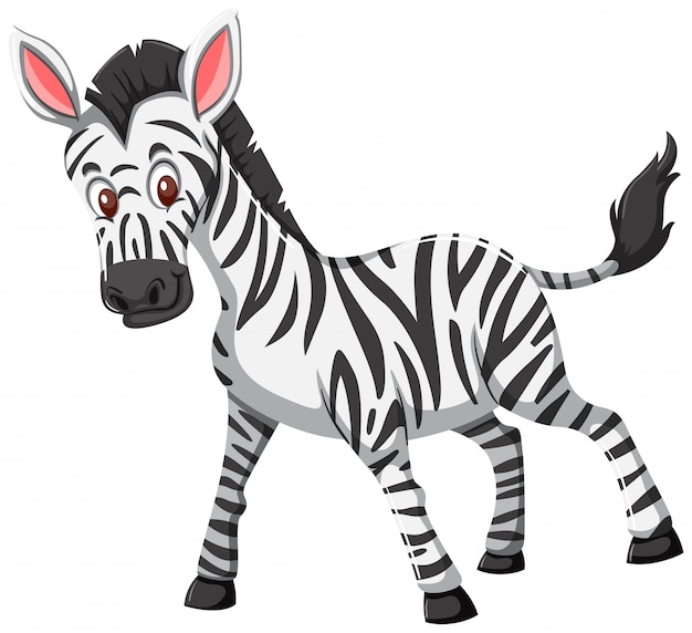 Cute zebra white background