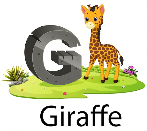 Cute zoo animal alphabet g for giraffe with real animal