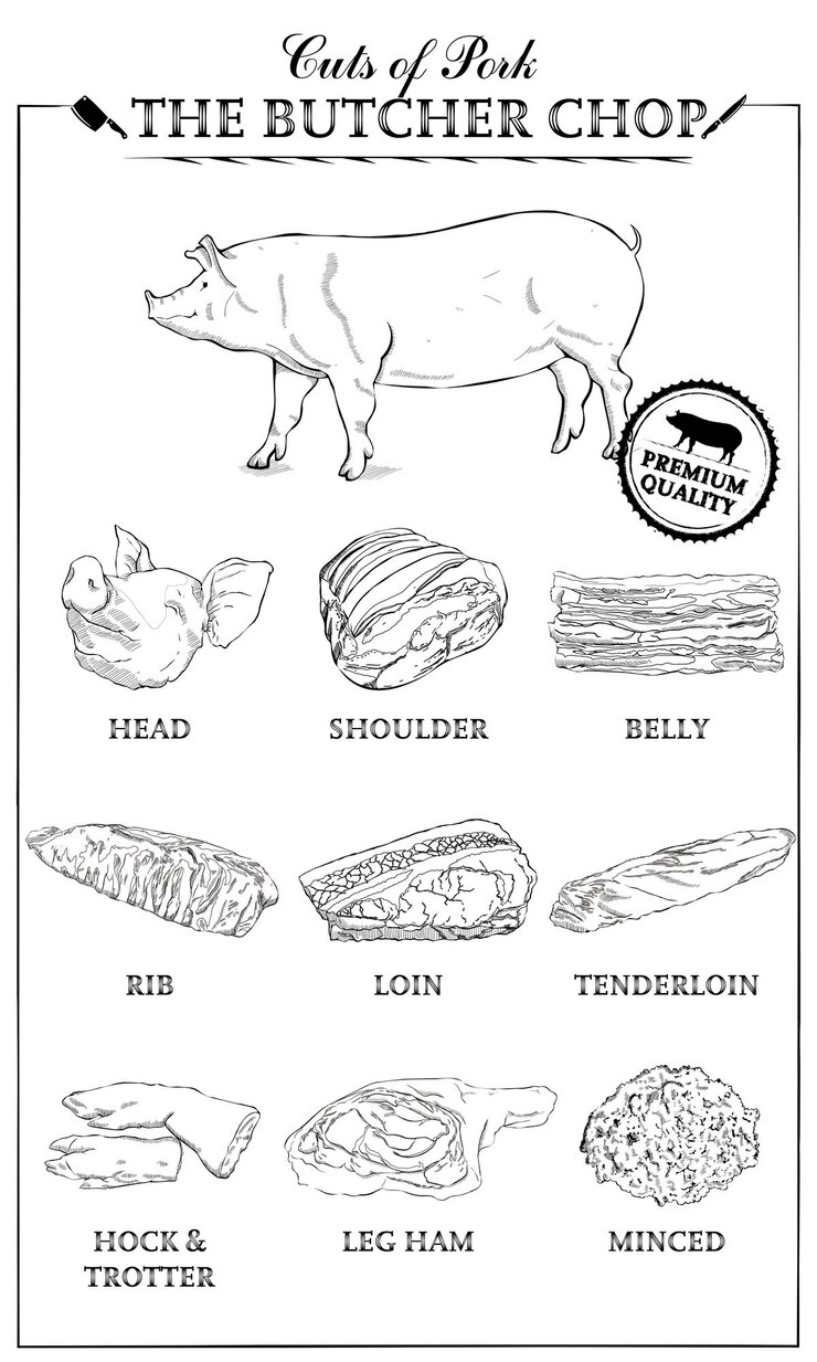 Vector cuts of pork diagram part of pork cut of meat set. poster butcher diagram vintage typographic handdrawn. vector illustration on white