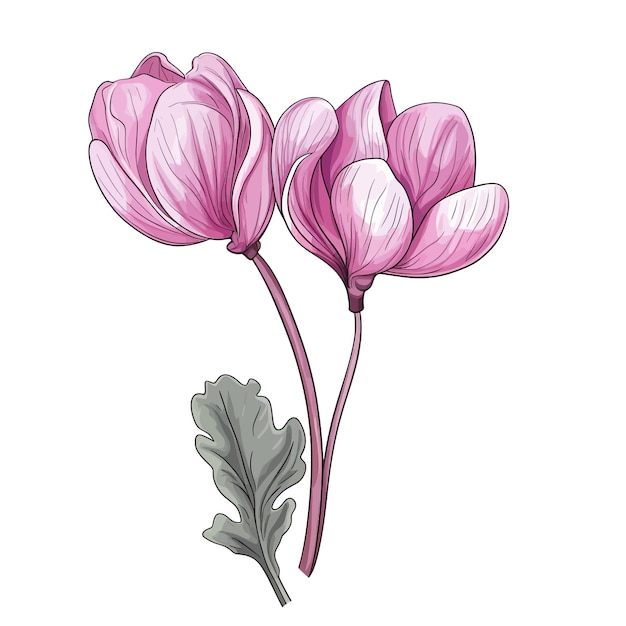 Vector cyclamen flower vector clipart white background