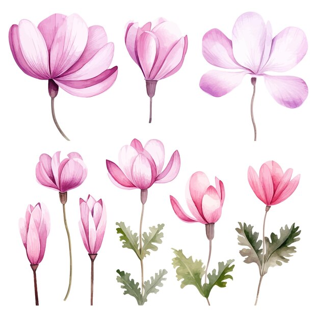 Cyclamen flower watercolor vector clipart white background