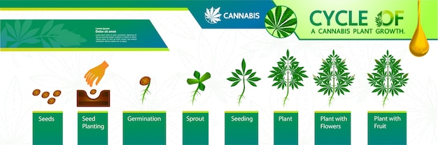 Cycle of a cannabis plant growth  .