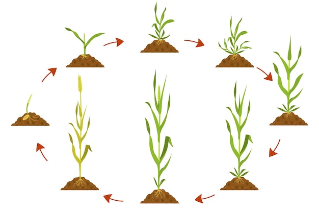 Vettore ciclo di crescita del grano in agricoltura ciclo di sviluppo del grano infografica