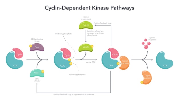 Vector cyclin dependent kinase activation pathway science vector illustration infographic