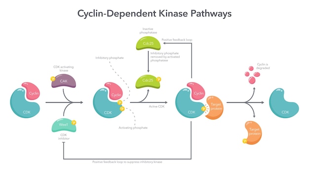 Cyclin Dependent Kinase Activation Pathway wetenschap vector illustratie infographic