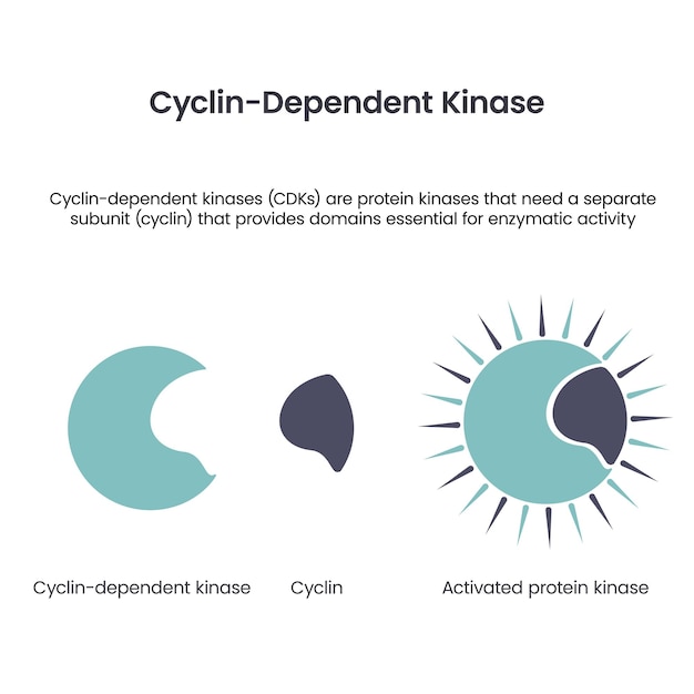 Vettore infografica sull'illustrazione scientifica del vettore delle chinasi dipendenti dalla ciclina