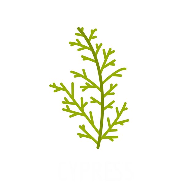 Cypress leaf icon Flat illustration of cypress leaf vector icon isolated on white background