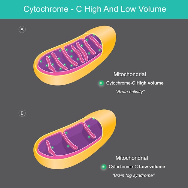 Vector cytochroom hoog en laag volume de verschillende cytochroom c hoog en laag volume in mitochondriale illustratiexa