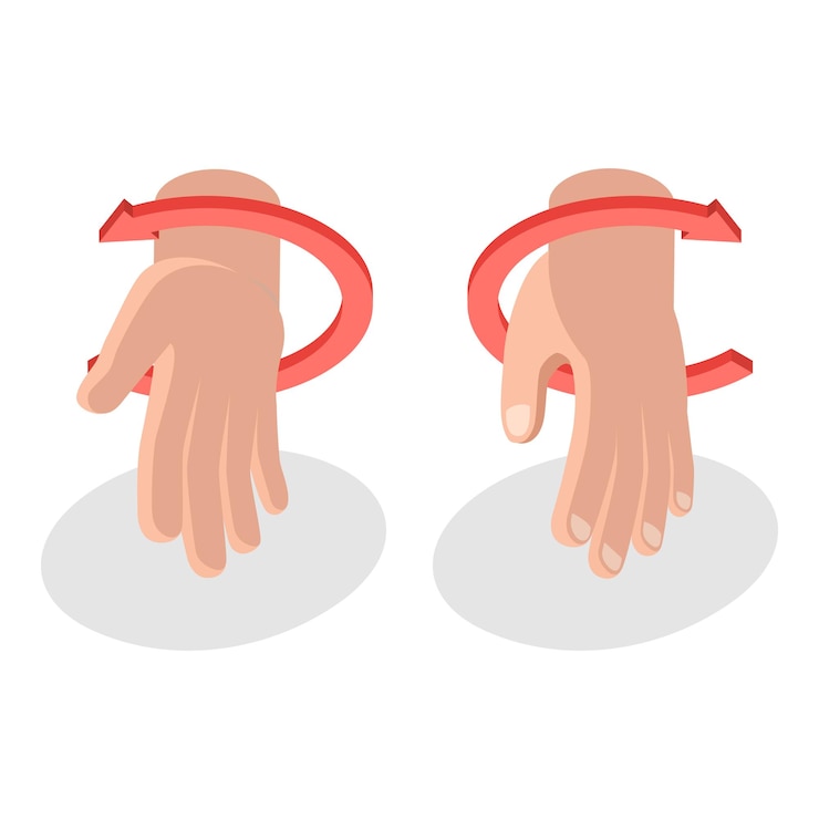 Vector d isometric flat illustration of muscular motion abduction and adduction movements item