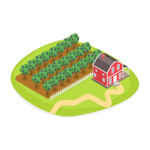 Vector d isometric flat vector illustration of vineyard harvesting grape selection and cultivation wine