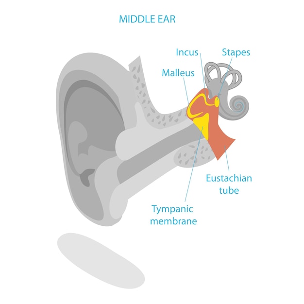 D isometrische vlakke vectorillustratie van de anatomie van het menselijk oor met een medisch schema-item