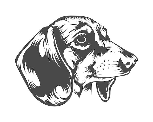 Vector dachshund dog breed vector illustration, dachshund dog vector on white background for t-shirt, logo,