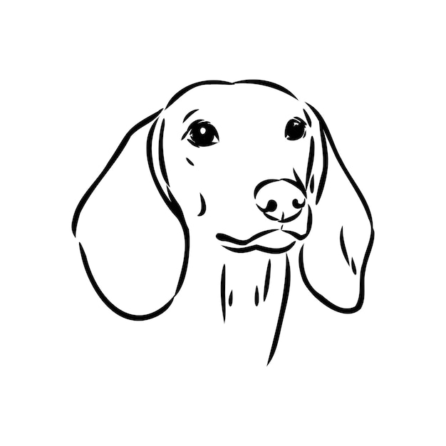 Dachshund dog hand drawn vector illustration dachshund dog vector