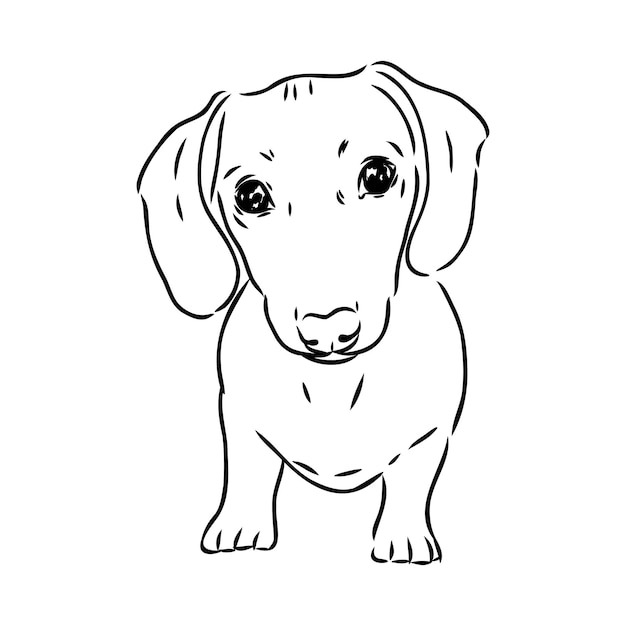 Vettore cane bassotto illustrazione vettoriale disegnato a mano cane bassotto vettore