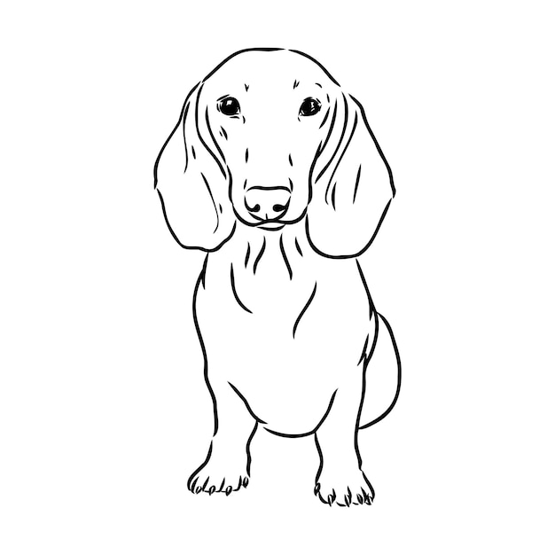 Dachshund dog hand drawn vector illustration dachshund dog vector