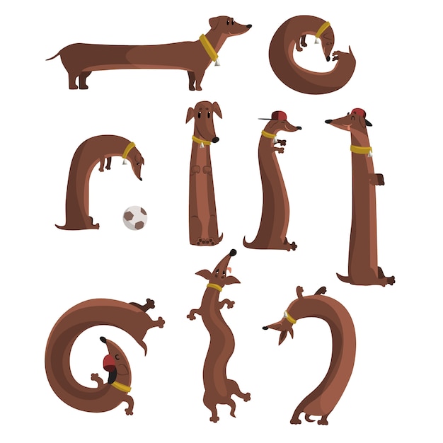 Dachshund dog set, cute funny long dog in different situations vector illustrations