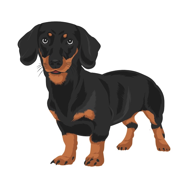 Vector a dachshund dog vector illustration pet lover