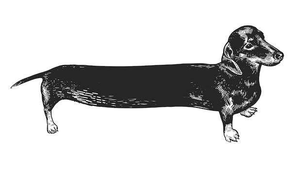 Vector dachshund long dog black and white hand drawing